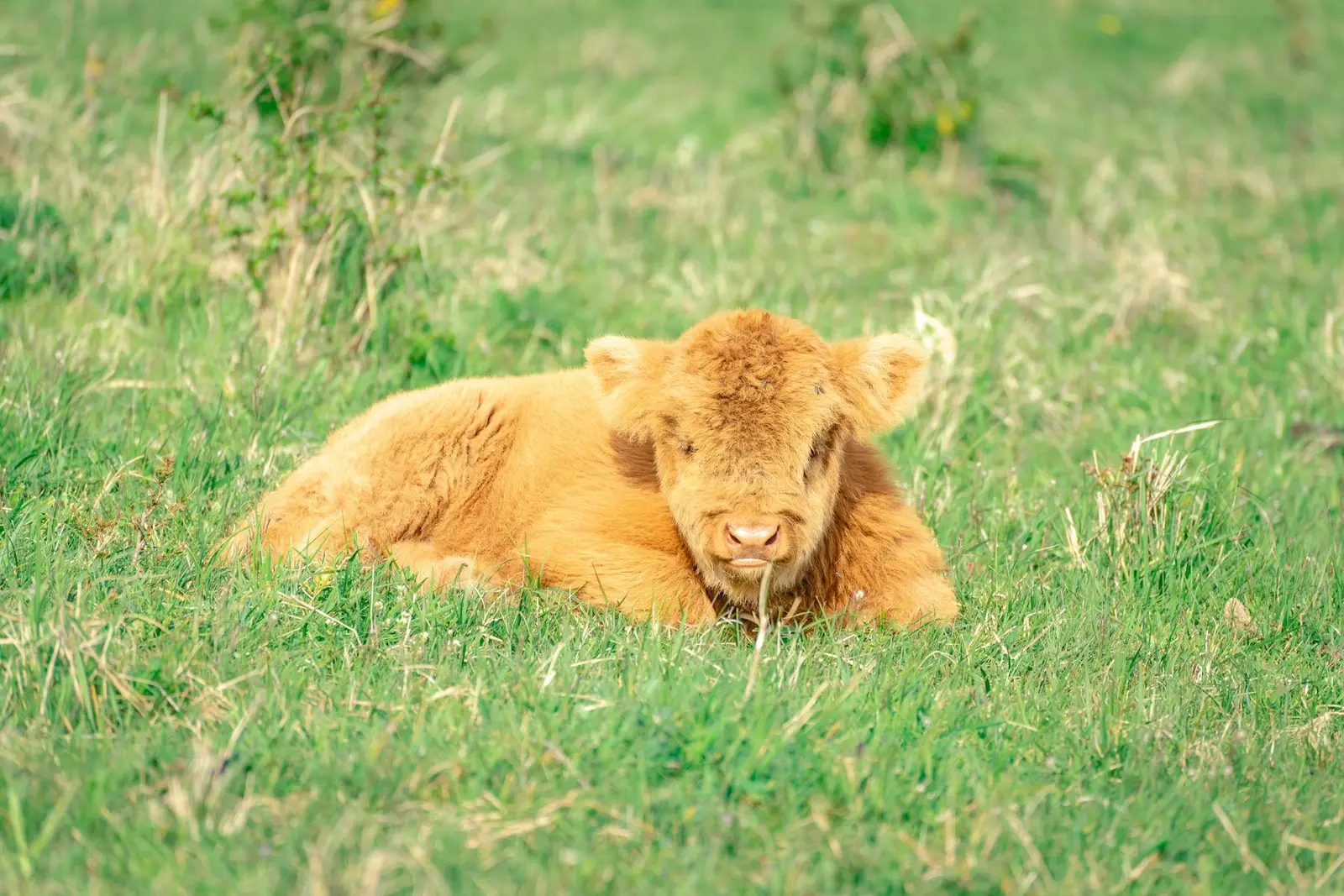 Dierenartspraktijk