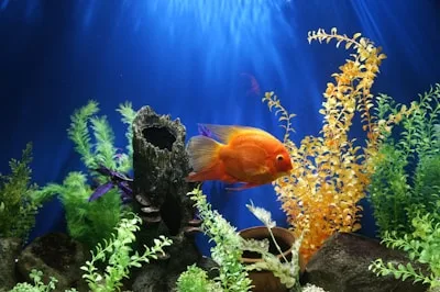 Aquariumvissen & Benodigdheden pakket