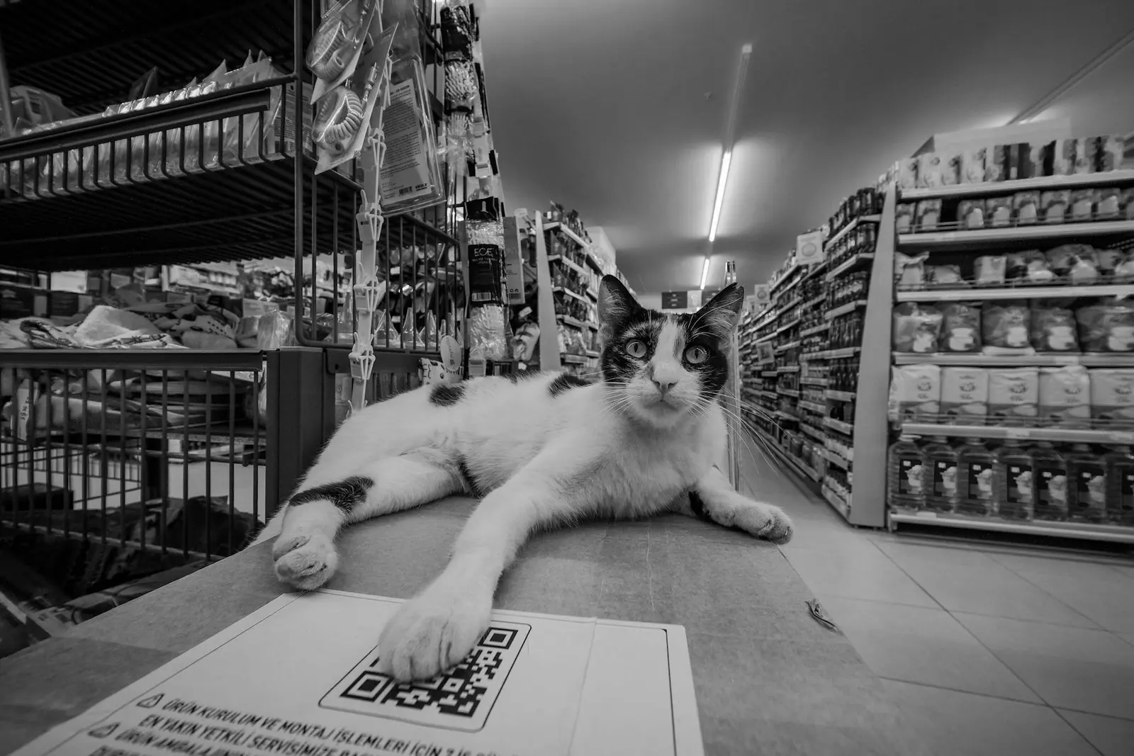 Dierenwinkel