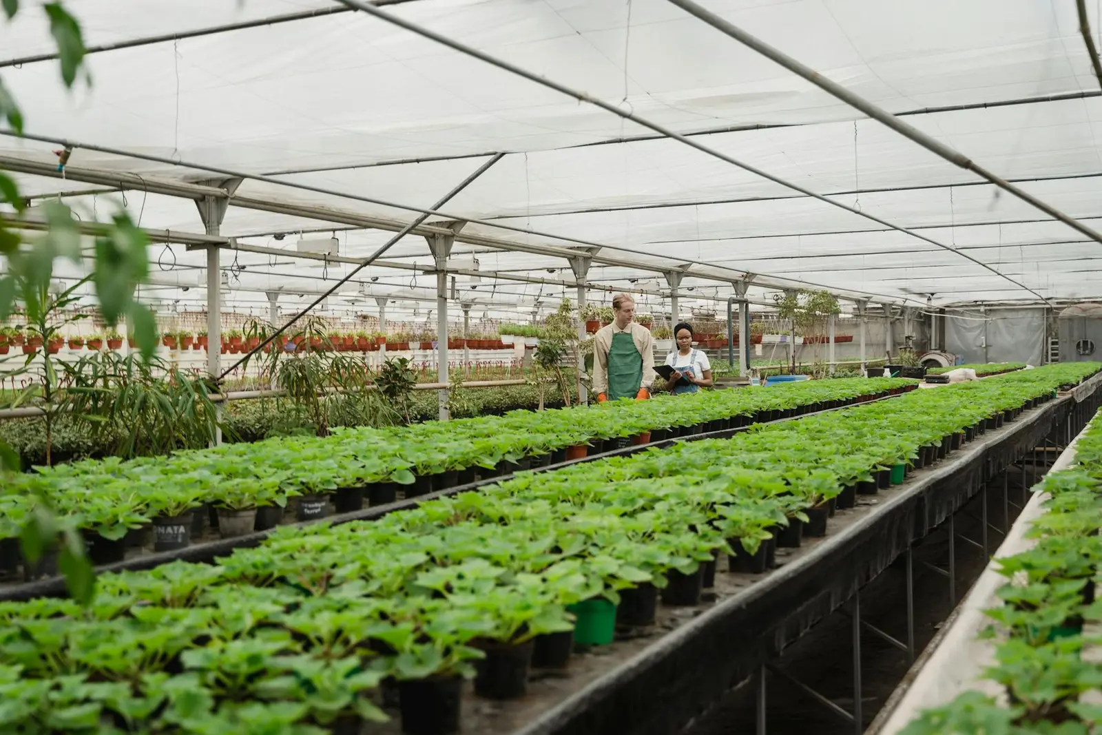 Plantenkwekerij