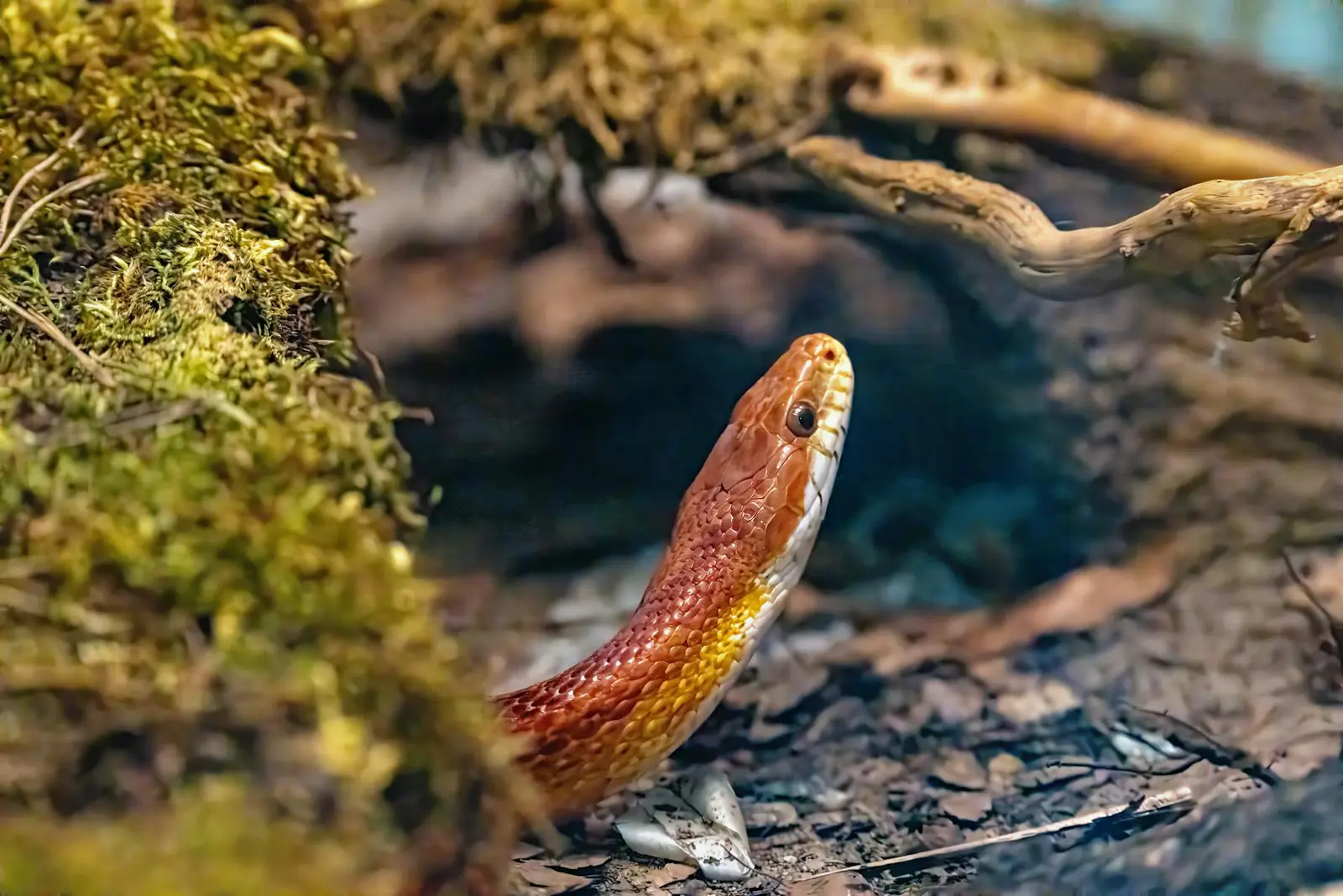 Reptielenwinkel