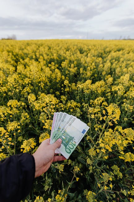 Close-up of hand holding euro notes in a blooming yellow flower field, symbolizing agriculture finance.