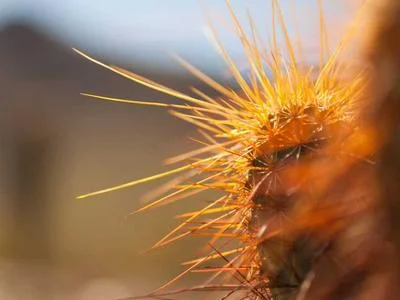 Close-up van een cactus met lange, scherpe, oranjegele stekels tegen een vage achtergrond.